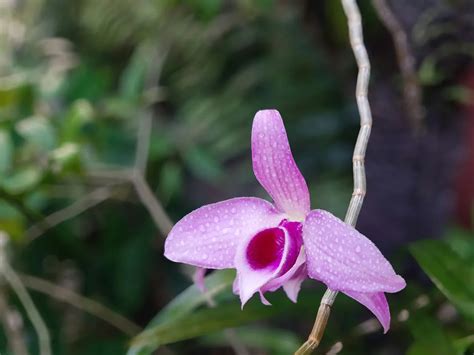 蘭花招財顏色|【白色蘭花風水】白色蘭花風水：旺財桃花、招貴人，必看禁忌種。